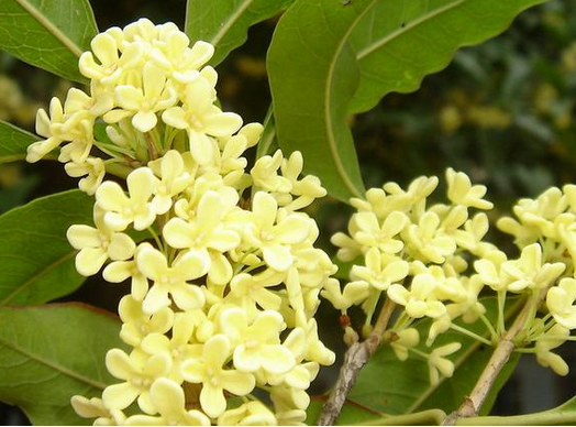 桂花的功效與作用?桂花樹栽培方法?【圖】