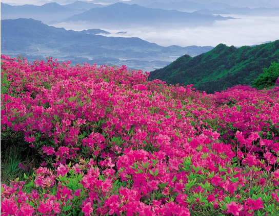 杜鵑花的養殖方法和注意事項?杜鵑花的花語？【圖】