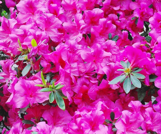 杜鵑花的養殖方法和注意事項?杜鵑花的花語？【圖】