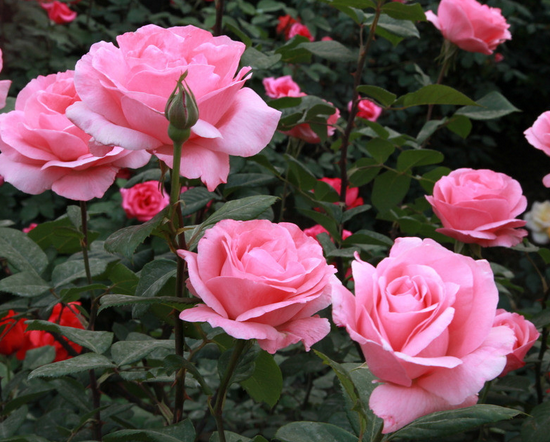 月季和玫瑰的區別?月季的花語？【圖】