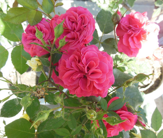 月季和玫瑰的區別?月季的花語？【圖】