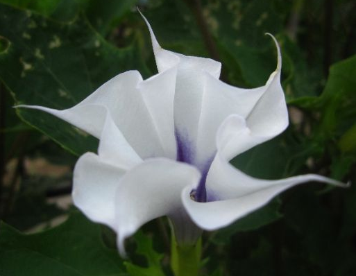 曼陀羅花有毒嗎？?曼陀羅花怎么養？【圖】