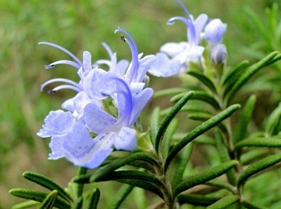 迷迭香的功效與作用？迷迭香盆栽養植注意？【圖】