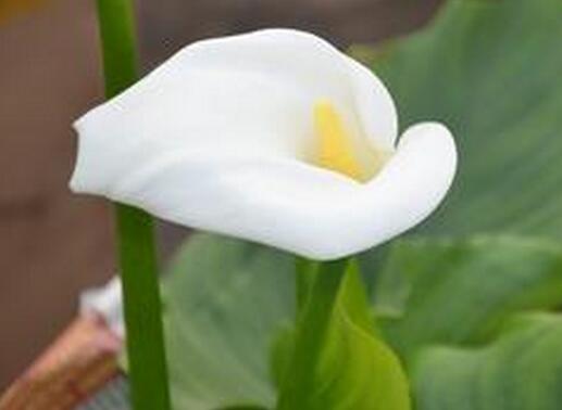 馬蹄蓮花語是什么？馬蹄蓮的養殖方法和注意事項？【圖】