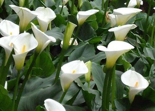 馬蹄蓮花語是什么？馬蹄蓮的養殖方法和注意事項？【圖】