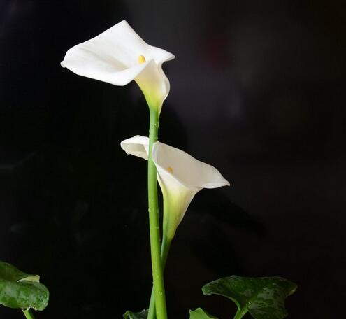 馬蹄蓮花語是什么？馬蹄蓮的養殖方法和注意事項？【圖】