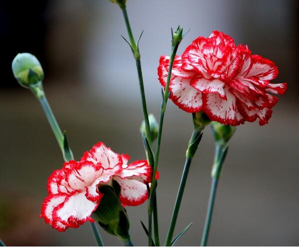 康乃馨花語是什么？康乃馨的養殖方法和注意事項？【圖】