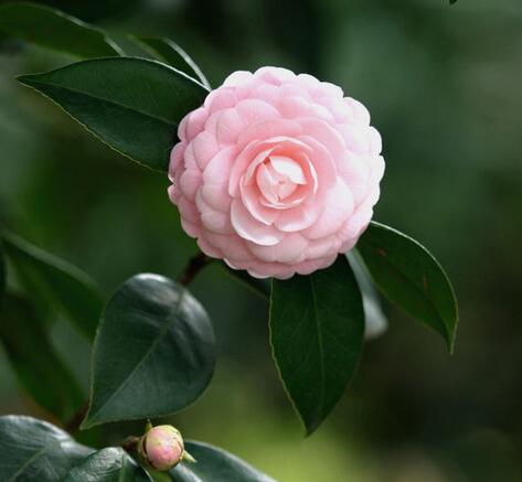 山茶花花語是什么？山茶花的養殖方法？【圖】