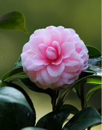 山茶花花語是什么？山茶花的養殖方法？【圖】