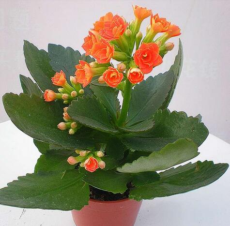 長壽花花語是什么？長壽花的養(yǎng)殖方法和注意事項(xiàng)？【圖】