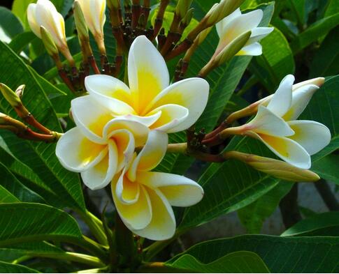 雞蛋花花語是什么？雞蛋花的傳說？【圖】