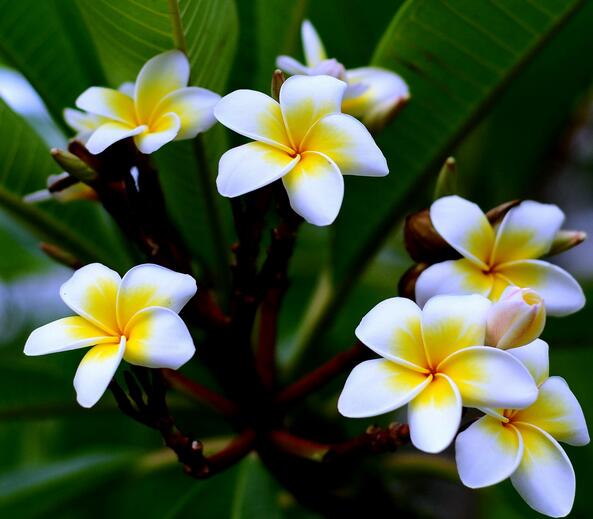 雞蛋花花語是什么？雞蛋花的傳說？【圖】