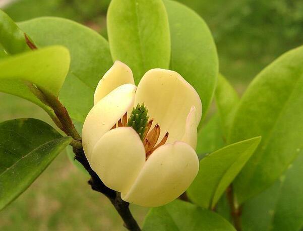 含笑的養殖方法？含笑的藥用價值？【圖】