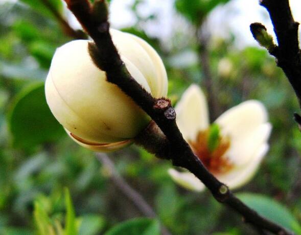 含笑的養殖方法？含笑的藥用價值？【圖】