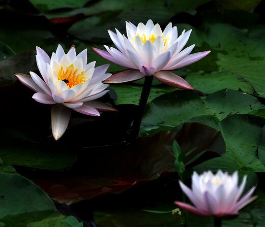 睡蓮盆栽風景原理？睡蓮盆栽養(yǎng)殖方法？【圖】