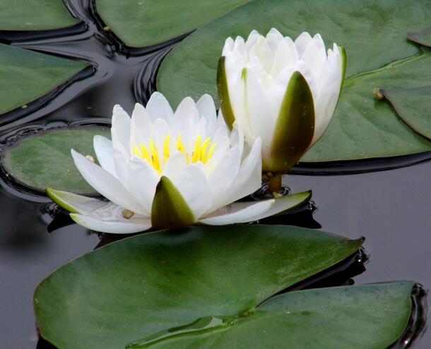 睡蓮盆栽風景原理？睡蓮盆栽養(yǎng)殖方法？【圖】