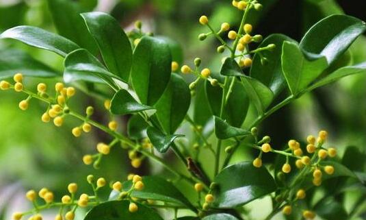 米蘭花的養(yǎng)殖方法？米蘭花的注意事項(xiàng)？【圖】