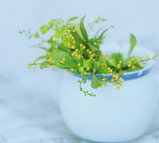 米蘭花的養(yǎng)殖方法？米蘭花的注意事項(xiàng)？【圖】