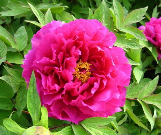 牡丹栽培技術？牡丹栽培管理？牡丹栽培時間？【圖】