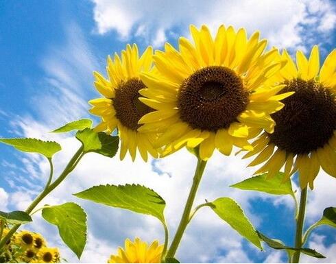 向日葵怎么種？向日葵的花語？【圖】