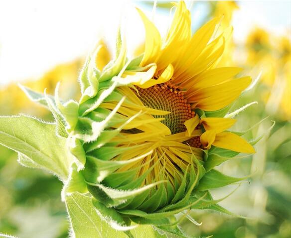 向日葵怎么種？向日葵的花語？【圖】