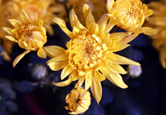 菊花的種植方法？菊花的管護要點？【圖】