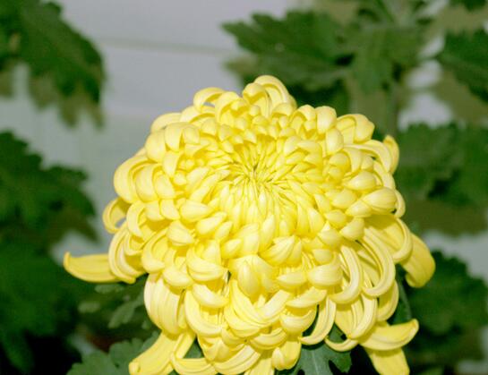 菊花的種植方法？菊花的管護要點？【圖】