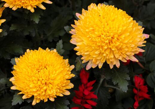 菊花的種植方法？菊花的管護要點？【圖】