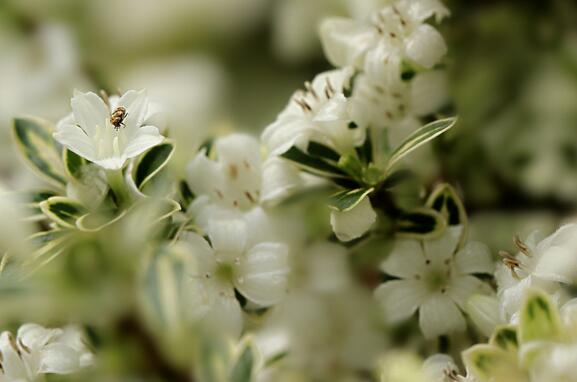 六月雪的養(yǎng)殖方法？六月雪的注意事項？【圖】