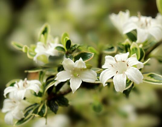 六月雪的養(yǎng)殖方法？六月雪的注意事項？【圖】