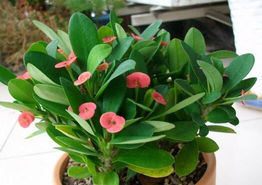 虎刺梅的養殖方法？虎刺梅的注意事項？【圖】