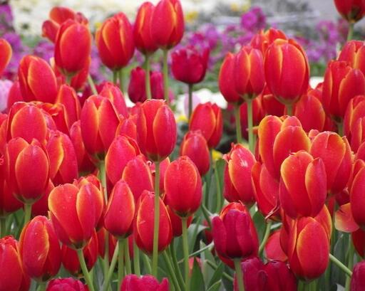 郁金香的養殖方法？郁金香的花語？【圖】