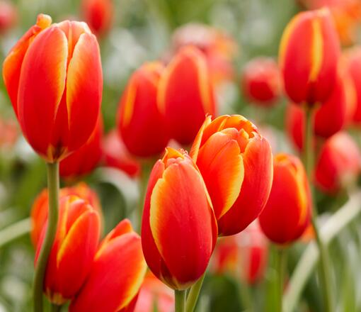 郁金香的養殖方法？郁金香的花語？【圖】