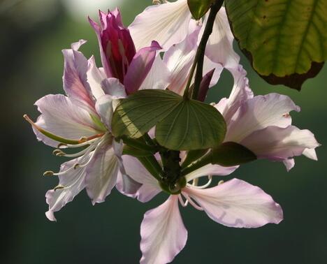 羊蹄甲和紫荊花怎么區分？羊蹄甲怎么種？【圖】