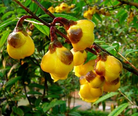 金花茶的功效？金花茶的作用？【圖】