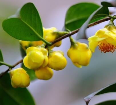 金花茶的功效？金花茶的作用？【圖】