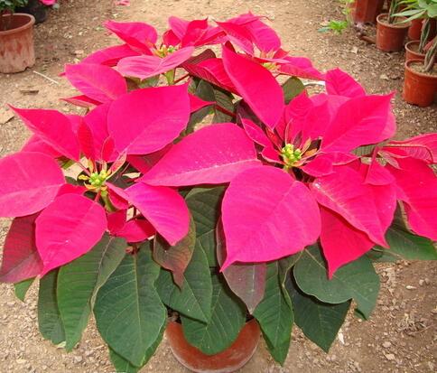 一品紅有毒嗎？一品紅怎么養？【圖】