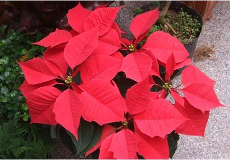 一品紅有毒嗎？一品紅怎么養？【圖】