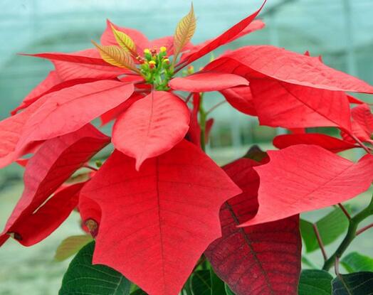 一品紅有毒嗎？一品紅怎么養？【圖】