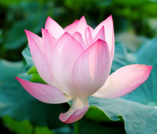 荷花的種植方法？荷花的花語是什么？【圖】