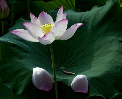 荷花的種植方法？荷花的花語是什么？【圖】