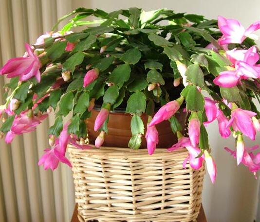 仙人指的種植方法？蟹爪蘭和仙人指的區(qū)別？【圖】