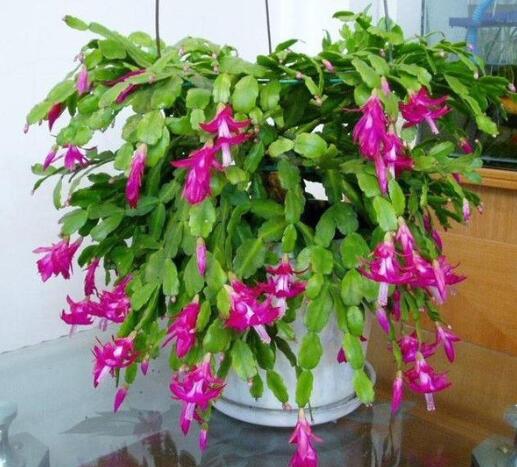 仙人指的種植方法？蟹爪蘭和仙人指的區(qū)別？【圖】