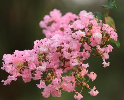 紫薇的栽培方法？紫薇花的花語？【圖】