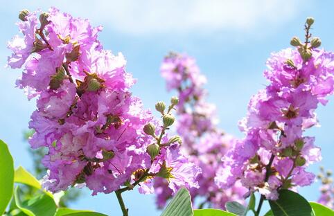 紫薇的栽培方法？紫薇花的花語？【圖】