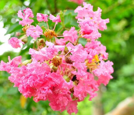 紫薇的栽培方法？紫薇花的花語？【圖】