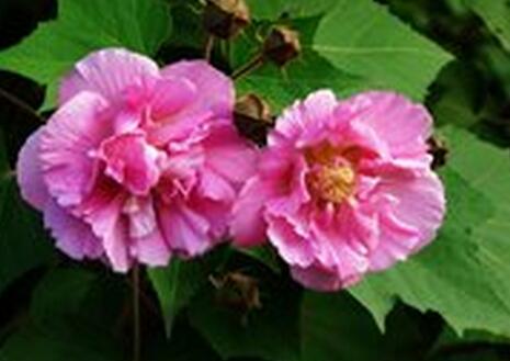 木芙蓉的花語？木芙蓉的功效與作用？【圖】