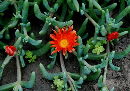 鹿角海棠怎么繁殖？鹿角海棠發(fā)皺、徒長(zhǎng)怎么辦？【圖】