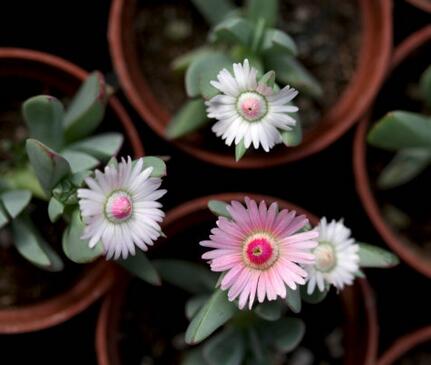 鹿角海棠怎么繁殖？鹿角海棠發(fā)皺、徒長(zhǎng)怎么辦？【圖】