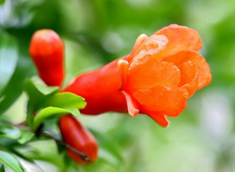 石榴花花語是什么？石榴花種植方法？【圖】